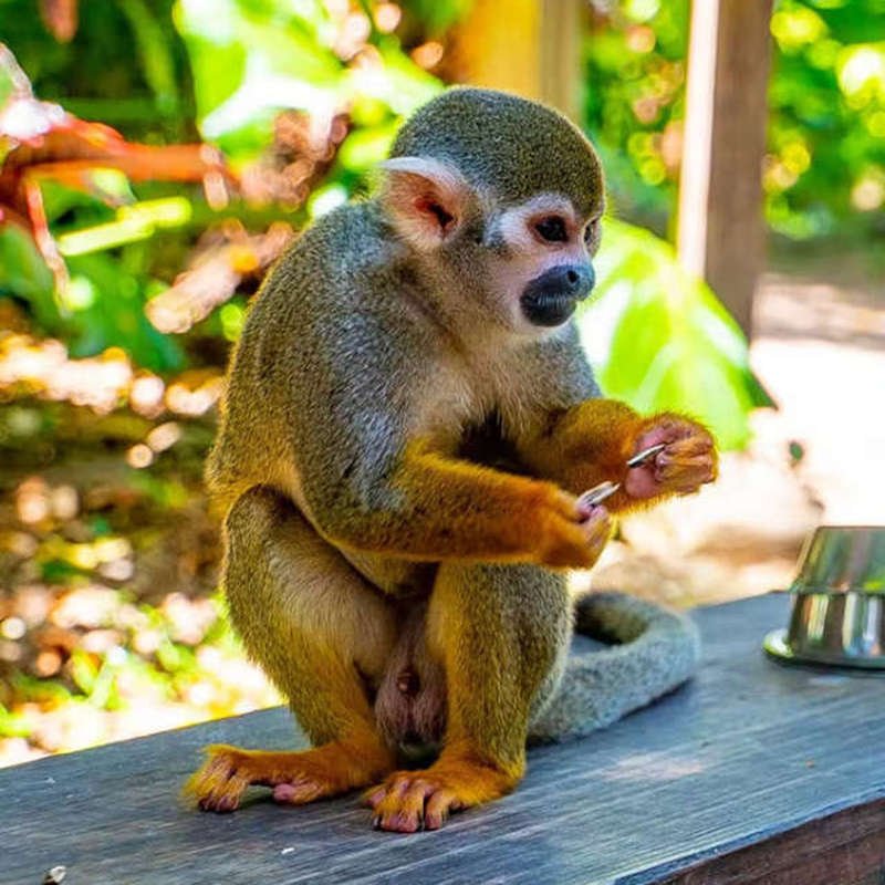 Nadal Bayahibe Tours Rent a Car